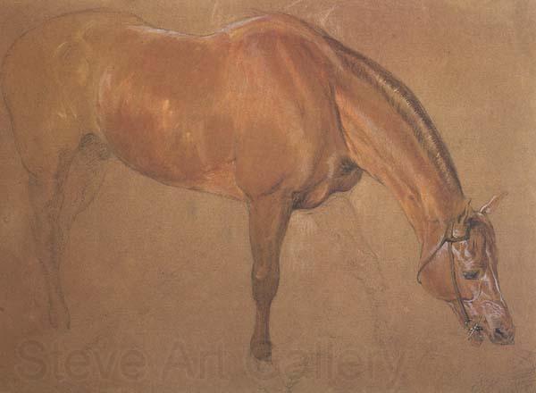 Sir edwin landseer,ra Study of a Horse (mk46)